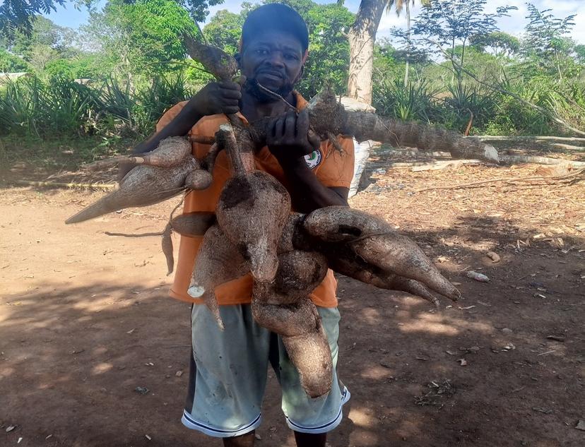 Waking Monfrère, producteur de manioc et opérateur de l'atelier-entreprise de Wandéa