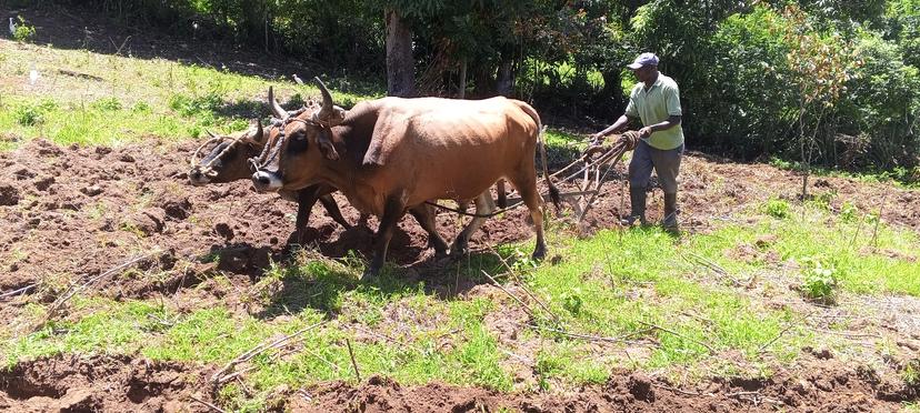 Labourage de terre pour la plantation de manioc à Laguamite